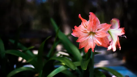 รู้จัก "ว่านสี่ทิศ" ไม้มงคลยอดฮิต ปลูกแล้วดี เสริมโชคลาภ เรียกทรัพย์