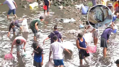 ปลาหมอคางดำ น็อกน้ำลอยคอฝูงใหญ่ ที่กลางบึงมักกะสัน ชาวบ้านลงจับได้เพียบ (คลิป)