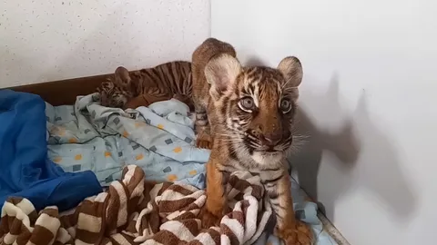 ชุดพญาเสือ บุกจับผัวเมียค้าสัตว์ป่า ยึดของกลาง พร้อมเร่งช่วย 4 ลูกเสือ (คลิป)