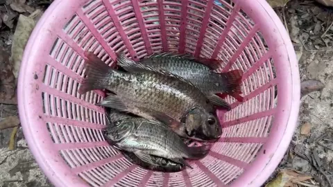 เผยปลาที่จับได้จากบึงมักกะสันมี "ปลาหมอคางดำ" 10% ที่ลอยน็อกน้ำมากสุดคือ ปลานิล