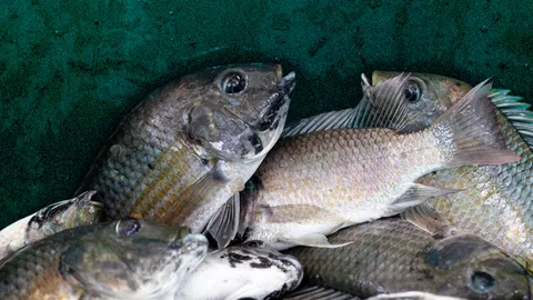 ปลาหมอคางดำ ทำไมจึงดุ กินจุ และแข็งแกร่ง