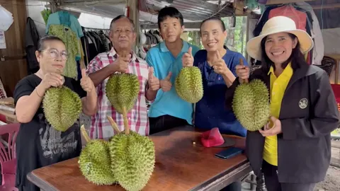 ชาวสวนบ้านนาสาร โค่นเงาะโรงเรียนปลูกหมอนทองดินภูเขาไฟ แม้ผลผลิตน้อยแต่ราคางาม