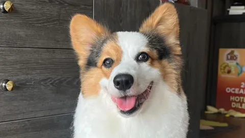 เปิดที่มาไวรัล "นปโปะหม่ำๆ" คืออะไร ทำไมกลายเป็นเพลงดัง หลายคนร้องตามได้