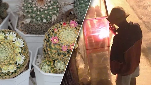 เจ้าของบ้านสุดนอยด์ ถูกขโมย "แคคตัส" ตอนตี 3 บอกมาขอกันดีๆ จะน่ารักมากกว่า