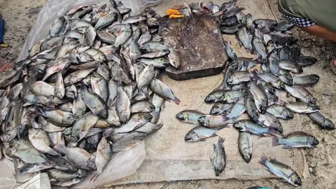 ปลาหมอสีคางดำ คุกคามระบบนิเวศที่เมืองคอน เผยปลาหมอเทศของท้องถิ่นหายหมดแล้ว