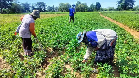 เทคโนโลยีรู้ทันโรค ปลูกถั่วลิสงฤดูฝน