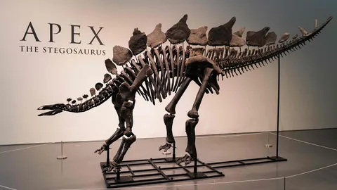 โครงกระดูกสเตโกซอรัสถูกประมูลขายในสหรัฐฯ