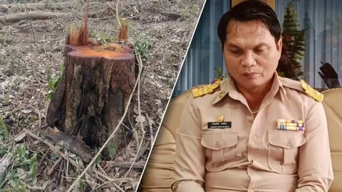ส่องานเข้า นายก อบต.พระแก้ว โพสต์ชวนชาวบ้านตัดไม้ในที่สาธารณะ แต่ไม่ทำประชาคม