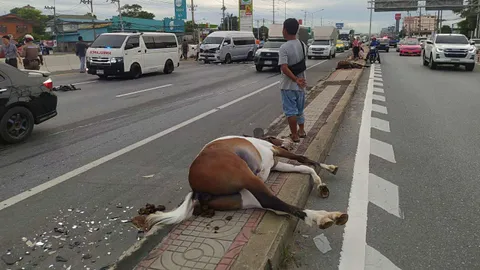 สลด ม้าหลุดออกถนนบรมราชชนนี รถชนตายคาที่ 2 ตัว เจ้าของสุดเสียใจ