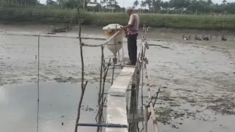 เจ้าของบ่อกุ้งระบบปิดเมืองคอนเข่าทรุด ปลาหมอคางดำเต็มบ่อ เสียหายกว่า 3 แสนบาท