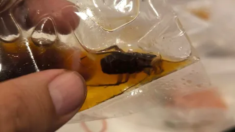 หนุ่มสุดเซ็ง สั่ง "ข้าวขาหมู" แต่ได้ "ขาแมลงสาบ" บอกแม่ค้ากลับได้คำตอบสุดพีก