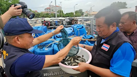 ปล่อยกะพงเขมือบหมอคางดํา ตัดวงจรในอ่าวไทย “ชัชชาติ” เปิบเมนูเด็ด (คลิป)