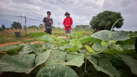 ลุงโอ่งแดง เกษตรกรชาวสูงเนินปลูกฟักทองสร้างรายได้ ชี้เก็บขายไร่ละครึ่งแสน