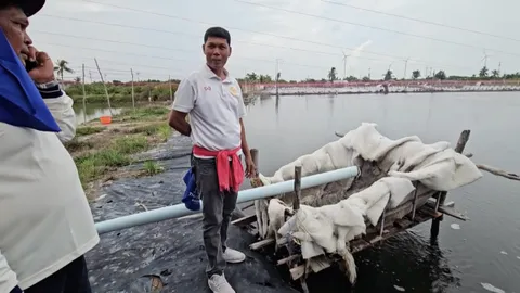 ผู้เลี้ยงกุ้งตั้งข้อสงสัยการระบาดปลาหมอคางดำที่เมืองคอน กังวลแพร่ขยายตอนน้ำหลาก