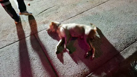 ช่างก่อสร้างกลับไม่ถึงบ้าน จยย.ชนสุนัข ตายคาที่ทั้งคู่