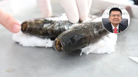 กรมประมงแจงปมไข่ปลาหมอคางดำ ยันอยู่นอกปากพ่อปลาได้ไม่ถึง 1 ชม.ไม่ใช่ 2 เดือน