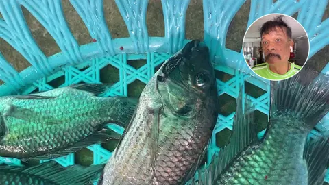 ปลาหมอคางดำ ถึงบางปะกงแล้ว อดีตกำนันชี้ ปลามาได้เพราะนกกินแล้วมาคายลงบ่อกุ้ง