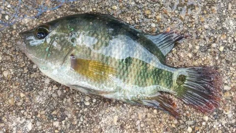 กรมประมง ย้ำปลาหมอมายันไม่ซ้ำรอยคางดำ กำจัดง่ายกว่า ไม่มีผสมข้ามสายพันธุ์