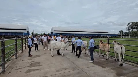 นอภ.คลองขลุง พาเยี่ยม "ดีจี แรนซ์" ฟาร์มวัวใหญ่เล็งต่อยอดเป็นแหล่งท่องเที่ยว