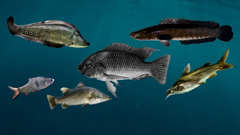 ใช้ปลาไทยไล่ล่าปลาหมอคางดำในแหล่งน้ำจืด กรมประมงชี้จากผลการศึกษาทำได้จริง