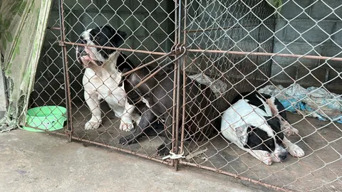 ยกให้ฟรี "สุนัขพันธุ์อเมริกันบูลลี่" หลังรุมกัดคุณตาเสียชีวิต (คลิป)