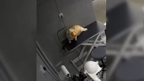 สลด สุนัขคอร์กี้ เชือกรัดคอตายในร้านตัดขนสิงคโปร์ (คลิป)