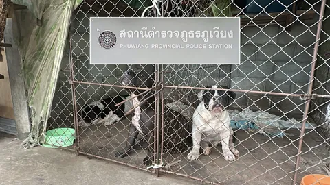 เตรียมแจ้งข้อหาเจ้าของสุนัขอเมริกันบูลลี่ ฟาร์มหมา ย้ำ พันธุ์นี้เฟรนด์ลี่