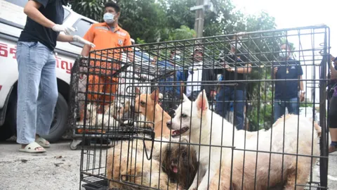 สุนัขกว่า 20 ตัว แทะศพชายวัย 62 ปี นอนเสียชีวิตอยู่ลำพังในบ้านพัก