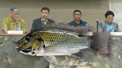 ปลาหมอคางดำบุกไทย! ทุกข์ชาวบ้านไร้ทางออก