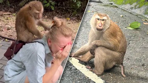 "ลิง 500" ชิงทรัพย์ นทท. ฉกของหนีขึ้นต้นไม้ 2 สาวรัสเซียหวิดซวย