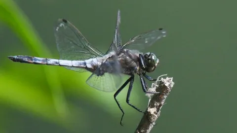 ปรากฏการณ์ประหลาด ฝูงแมลงปอยักษ์นับแสนบินว่อนชายหาดโรดไอแลนด์ (คลิป)