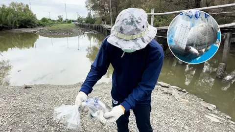 นักวิชาการประมง ชี้ ลูกปลาหมอคางดำตามคลองจับยาก แต่ปลากะพงช่วยกินได้จริง