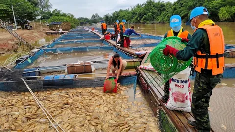 ตายเป็นเบือ