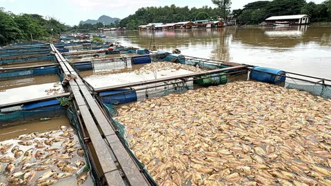 กาญจน์ระทม กระชังเจ๊งยับ แควน้อยล้น! ปลาน็อกตาย นํ้าป่าทับลาน บ่าจมกบินทร์