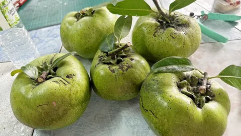 แบล็คซาโปเต้จัมโบ้ไร้เมล็ด ผลไม้รสวิปครีมช็อกโกแลตพุดดิ้ง