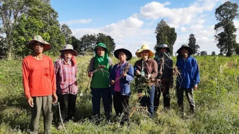 อธิบดีกรมส่งเสริมการเกษตร สั่งช่วยชาวไร่มันฯ ใน จ.มหาสารคาม ที่ประสบอุทกภัย