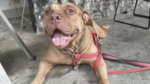 สุดเศร้า "หม้อขาง" พิตบูลถูกทิ้ง เลือกบ้านใหม่ด้วยตัวเอง กลับสู่ดาวหมาแล้ว