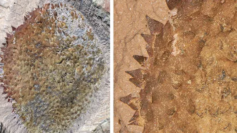 พบซากฟอสซิลทากมีหนาม บรรพบุรุษของหอย