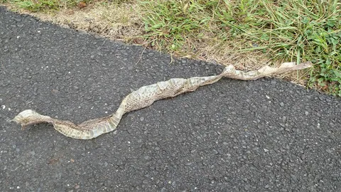 เปิดความเชื่อโบราณ ดีหรือไม่ “งูลอกคราบ” ในบ้าน สื่อถึงอะไร 