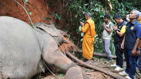 ช้างป่าหากินบนเขาเรดาร์ หักกิ่งเต่าร้างพาดสายแรงสูง โดนช็อตดับ