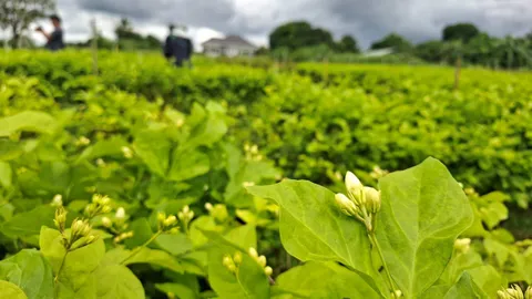 ราคามะลิเมืองอุดรฯ พุ่งทะลุ กก.ละ 1,200 บาทรับวันแม่ เหตุฝนตกเชื้อรากินดอก 