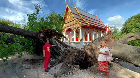 ปาฏิหาริย์ต้นโพธิ์ล้ม แตกเป็น 3 เสี่ยง หลบไม่โดนโบสถ์ (คลิป)