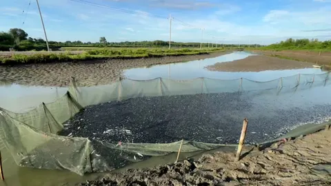 ลุงบ่อกุ้งอัมพวาน้ำตาร่วง ปล่อยกุ้ง 5 แสนตัว วิดบ่อได้แต่ปลาหมอคางดำ 3 ตัน