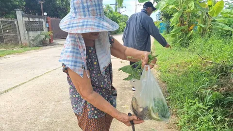 ชาวบ้านใน อ.ดอกคำใต้ แห่จับปลาหมอไหลมากับน้ำ แถกเหงือกข้ามถนนหลังฝนตกหนัก