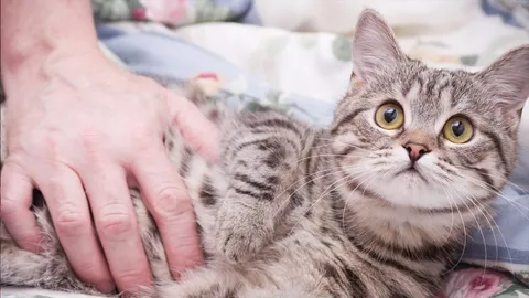 แมวฉี่ใส่ เปิดความเชื่อให้โชคลาภ หมดเคราะห์หมดโศก จริงไหม 