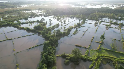 บึงกาฬนาข้าวจมน้ำ 4 วัน แม้น้ำโขงจะลดเล็กน้อย แต่ต้องเฝ้าระวังน้ำจากเขื่อนในลาว