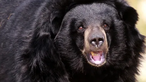 ช็อก หมีดำบุกเต็นท์ทำร้ายเด็กหญิง 3 ขวบบาดเจ็บ ใกล้เยลโลว์สโตน