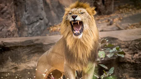 ส่วนแบ่งของราชสีห์