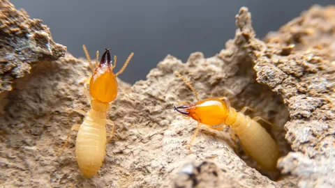 ความเชื่อ "ปลวกขึ้นบ้าน" เป็นลางบอกเหตุอะไร หมายความว่าอย่างไร