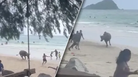 ทหารยันควายไม่ได้ไล่ขวิดนักท่องเที่ยวหาดนางรำ แค่หลุด มาวิ่งเล่นเท่านั้น